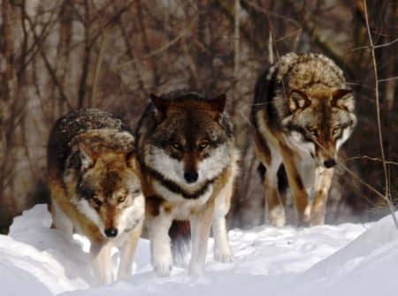 8. Go on a Wolf Tracking Vacation