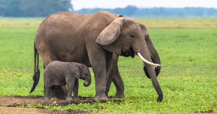 mom and baby elephant eating grass