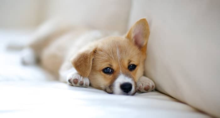 Cute Corgi puppy on couch