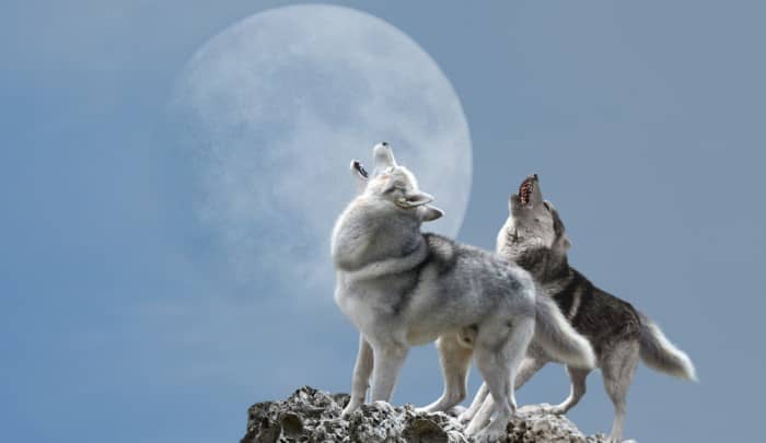 2 wolves howling at the moon