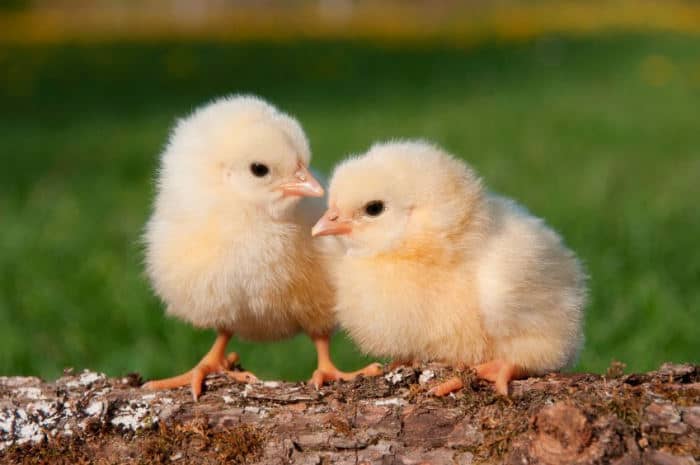 2 baby chicks on a log