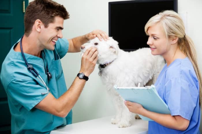 Veternarian with a vet tech helping dog