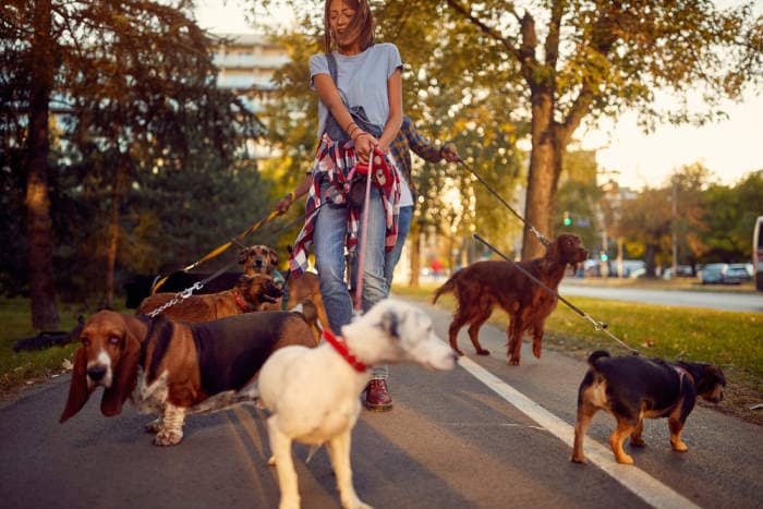 Happy woman dog walker with dogs enjoying in walk city.