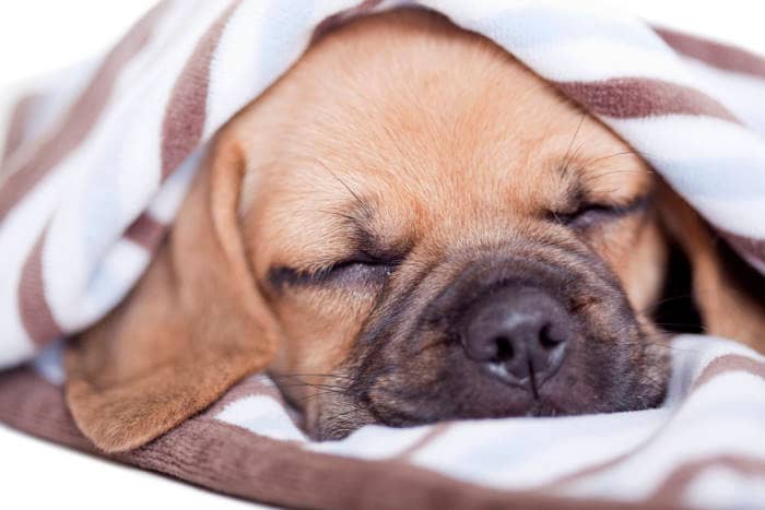 Cute Puggle puppy isolated on white background