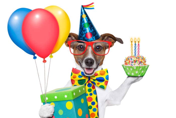 dog with balloons, gift and cupcake for 40th birthday gag gift